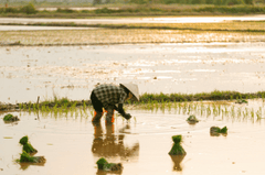 Nông dân, farmer, farm, cấy lúa, trồng lúa, nông thôn, miền quê, Việt Nam - HONG SON