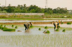 Nông dân, farmer, farm, cấy lúa, trồng lúa, nông thôn, miền quê, Việt Nam - HONG SON 1