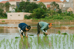 Cánh đồng, đồng ruộng, nông dân, làm lúa, field, paddy field, farmer, rice farming - HONG SON 2