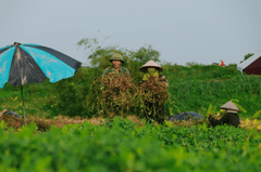Nông dân, làm ruộng, cánh đồng, đậu phộng, farmer, farming, field, peanuts- HONG SON 7