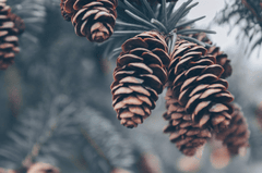 Giáng sinh, trái thông, thông khô, trang trí, christmas, pine cones, dried pine, decoration - Josh Sorenson