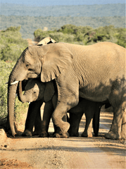 Con voi, đàn voi, hoang dã, động vật, rừng, elephant, herd of elephants, wild, animal, forest - Tomasz Dworczyk - Podróż za Milion Zdjęć 2