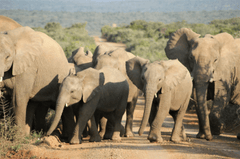 Con voi, đàn voi, hoang dã, động vật, rừng, elephant, herd of elephants, wild, animal, forest - Tomasz Dworczyk - Podróż za Milion Zdjęć 1