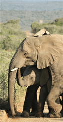 Con voi, đàn voi, hoang dã, động vật, rừng, elephant, herd of elephants, wild, animal, forest - Tomasz Dworczyk - Podróż za Milion Zdjęć 3