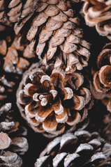 Giáng sinh, trái thông, thông khô, trang trí, christmas, pine cones, dried pine, decoration - Maurice Engelen