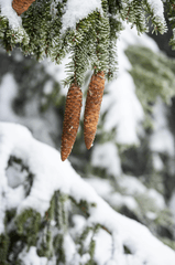 Giáng sinh, cây thông, tuyết, lạnh giá, màu đông, pine trees, snow, cold, winter -  Maximilian Oeverhaus
