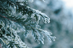 Giáng sinh, cây thông, tuyết, lạnh giá, màu đông, pine trees, snow, cold, winter - Michaela St