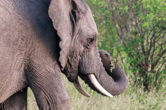 Con voi, ngà voi, hoang dã, động vật, rừng, elephant, ivory, wild, animal, forest - Mr Sketch 3
