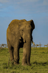Con voi, ngà voi, hoang dã, động vật, rừng, elephant, ivory, wild, animal, forest - Mr Sketch