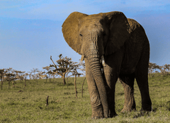 Con voi, ngà voi, hoang dã, động vật, rừng, elephant, ivory, wild, animal, forest - Mr Sketch 1