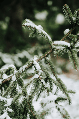 Giáng sinh, cây thông, tuyết, lạnh giá, màu đông, pine trees, snow, cold, winter - Ahmed