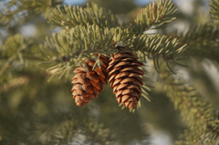 Giáng sinh, trái thông, thông khô, trang trí, christmas, pine cones, dried pine, decoration - Orbit Communication