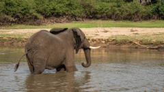 Con voi, voi tắm, hoang dã, động vật, rừng, elephant, wild, animal, forest - Tomasz Dworczyk