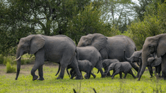 Con voi, đàn voi, hoang dã, động vật, rừng, elephant, herd of elephants, wild, animal, forest - Tomasz Dworczyk - Podróż za Milion Zdjęć