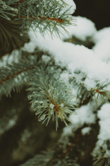 Giáng sinh, cây thông, tuyết, lạnh giá, màu đông, pine trees, snow, cold, winter - Viktoria Emilia
