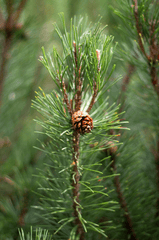Giáng sinh, trái thông, thông khô, trang trí, christmas, pine cones, dried pine, decoration - Yehor Koval