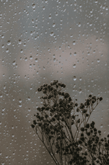 Cây, mưa, hạt mưa, giọt nước, rain, raindrops, water drops - Rahime Gül
