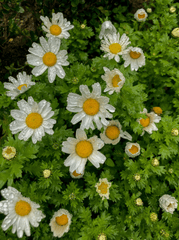 Hoa cúc, daisy, hoa, màu trắng, chrysanthemum, white- sevvalerol