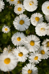 Hoa cúc, daisy, hoa, màu trắng, chrysanthemum, white- Slavomir Vilnis