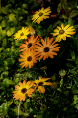 Hoa cúc, daisy, hoa, màu vàng, chrysanthemum, yellow-TheMechanicGD
