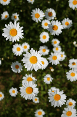 Hoa cúc, daisy, hoa, màu trắng, chrysanthemum, white- Виктория Макаревич
