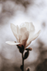 Hoa, mờ, flower, blur - Yuliia Tretynychenko