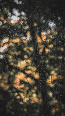 Cây, mưa, hạt mưa, giọt nước, rain, raindrops, water drops - yusra_gonul