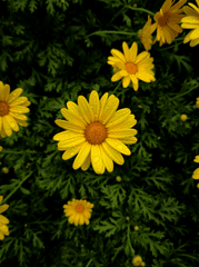 Hoa cúc, daisy, hoa, màu vàng, chrysanthemum, yellow-Zhefanya Haryanto