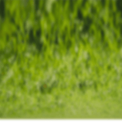 Sân cỏ, sân bóng, football, soccer, thể thao, sport, grass