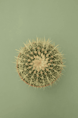 Chậu cây, xương rồng, sen đá, tĩnh vật, trang trí, potted plants, cacti, stone lotus, still life, decorations - KATRIN BOLOVTSOVA