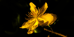 Hoa mai, hoa, Tết, Tết Nguyên Đán, apricot blossoms, flowers, Tet, Lunar New Year- Louis Tran 2