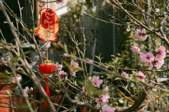 Hoa đào, hoa, Tết, Tết Nguyên Đán, peach blossom, flowers, Tet, Lunar New Year- Lylah To 1