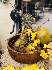 Dừa, trang trí, Tết, hoa mai, decorations, apricot blossoms - Nhi Lâm 2