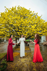 Cô gái, nữ, áo dài, tết, girl, women, ao dai, Tet- Võ Văn Tiến 2