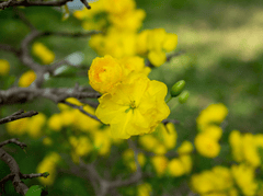 Hoa mai, hoa, mai vàng, apricot blossom, flower, yellow apricot blossom- minhquanfoto