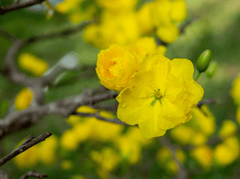 Hoa mai, hoa, mai vàng, apricot blossom, flower, yellow apricot blossom- minhquanfoto 1