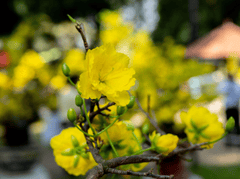 Hoa mai, hoa, mai vàng, apricot blossom, flower, yellow apricot blossom- minhquanfoto 2