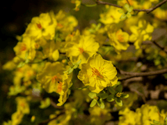 Hoa mai, hoa, mai vàng, apricot blossom, flower, yellow apricot blossom- minhquanfoto 3