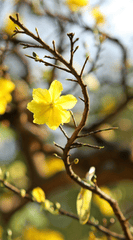 Hoa mai, hoa, mai vàng, apricot blossom, flower, yellow apricot blossom- minhquanfoto 5