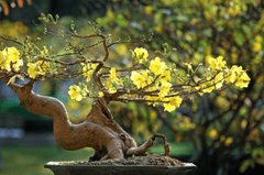 Hoa mai, hoa, mai vàng, apricot blossom, flower, yellow apricot blossom- minhquanfoto 6