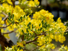 Hoa mai, hoa, mai vàng, apricot blossom, flower, yellow apricot blossom- minhquanfoto 7