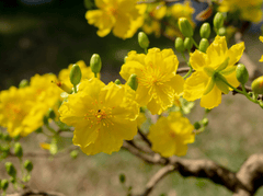Hoa mai, hoa, mai vàng, apricot blossom, flower, yellow apricot blossom- minhquanfoto 8