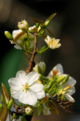 Hoa mai, hoa, mai trắng, apricot blossom, flower, white apricot blossom- minhquanfoto 2