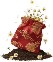 Hoa cúc khô, túi gấm đỏ, đống đất, thảo mộc, trà hoa, tết, trang trí, Chamomile bag, dried chamomile, red silk bag, soil pile, herbal, flower tea, lunar new year, decoration