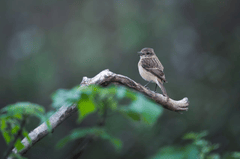 Chim, chim sẻ, động vật, tự nhiên, ngoài trời, cành cây, lông vũ, bird, weaver bird, animal, nature, outdoor, branch, feather - Q L 1
