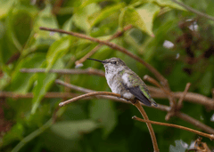 Chim, chim ruồi, chim nhỏ, động vật, tự nhiên, ngoài trời, cành cây, lá, hummingbird, bird, small bird, animal, nature, outdoor, branch, leaf - Frank Cone