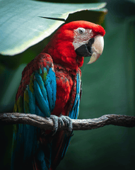 Vẹt scarlet, vẹt, chim, động vật, tự nhiên, ngoài trời, cành cây, parrot, scarlet macaw, bird, animal, nature, outdoor, branch - Garret Shields