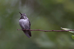 Chim, chim ruồi, chim nhỏ, động vật, tự nhiên, ngoài trời, cành cây, lá, hummingbird, bird, small bird, animal, nature, outdoor, branch, leaf - Joseph Vogel 1