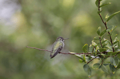 Chim, chim ruồi, chim nhỏ, động vật, tự nhiên, ngoài trời, cành cây, lá, hummingbird, bird, small bird, animal, nature, outdoor, branch, leaf - Joseph Vogel 2