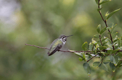 Chim, chim ruồi, chim nhỏ, động vật, tự nhiên, ngoài trời, cành cây, lá, hummingbird, bird, small bird, animal, nature, outdoor, branch, leaf - Joseph Vogel